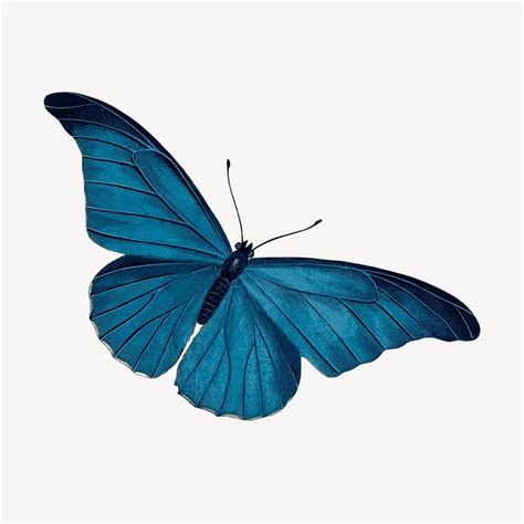 Blue butterfly clip art color | Free Photo - rawpixel