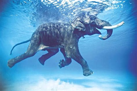 Andaman Islands and Swimming Elephants | The Elephant Story