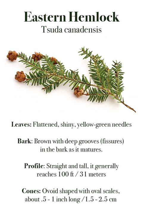 eastern hemlock tree identification - Universal Logbook Photo Exhibition