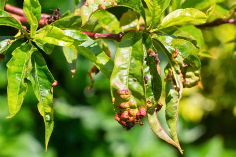 How to Get Rid of Peach Leaf Curl in Your Garden | Yates Australia