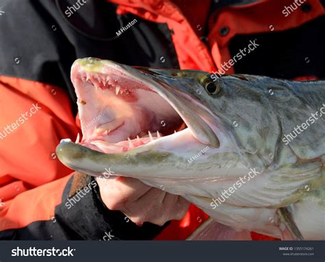 Muskie Teeth