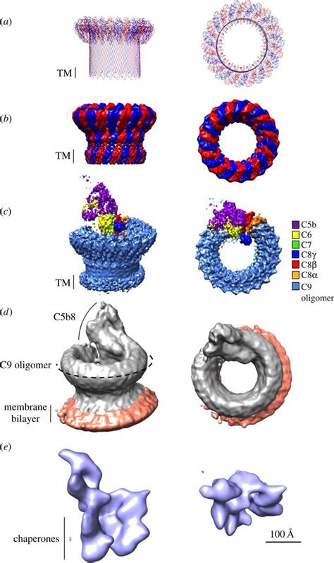 The mystery behind membrane insertion: a review of the complement membrane attack complex ...