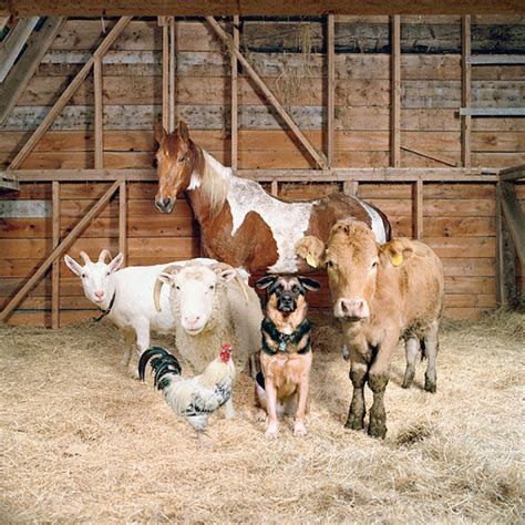 Sweet Family-Style Portraits of Farm Animals - Feature Shoot