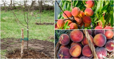 Peach Tree: Planting, Caring & Harvesting Your Own Peaches