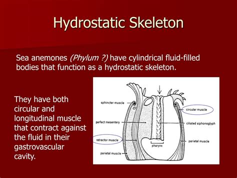 What Is The Hydrostatic Skeleton