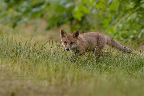 Encounter with a Red Fox cub » Focusing on Wildlife