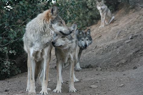 Wolf Conservation | California Wolf Center