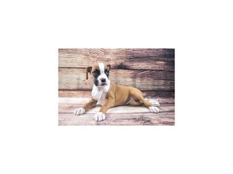 Boxer-DOG-Female-Fawn-2855793-Animal Kingdom | Puppies N Love