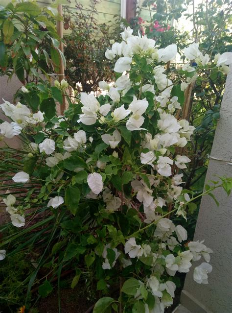 My white Bougainvillea looks lovely this morning : r/gardening