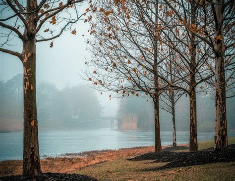 Autumn trees growing on river shore · Free Stock Photo