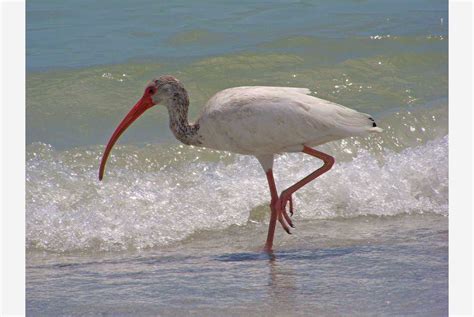 Tigertail Beach Park | Collier County Parks & Recreation