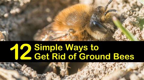 How To Get Rid Of Honey Bees Nest In Garden - Garden Likes