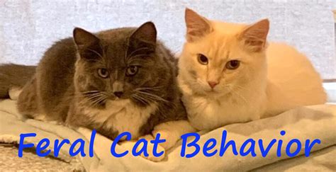 Beating the Heat- | Feral Cat Behavior
