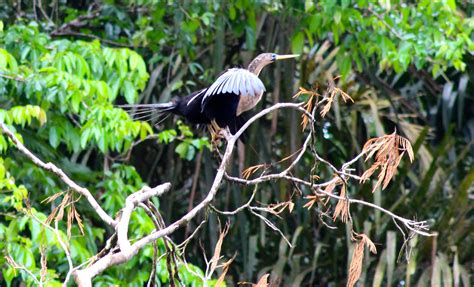 Tortuguero National Park Photos – White Butterfly Adventures