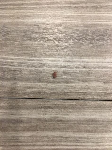 36 weeks Pregnant and found a Bed bug : r/Bedbugs