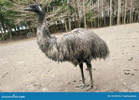 Flightless emu bird stock image. Image of brown, dromaius - 14728295