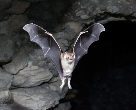 Vampire bats have a 'gut reaction' to ... | Vampire bat, Scary animals ...