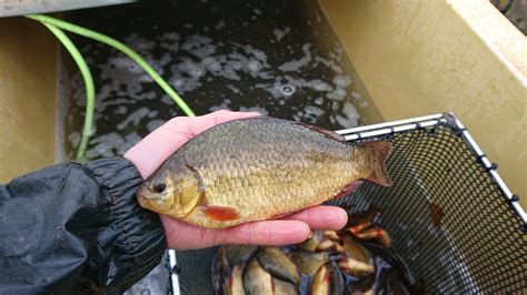 Crucian Carp - Priory Fishery