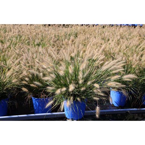 Buy Dwarf Fountain Grass Online | Deer Resistant Ornamental Grasses – Bay Gardens | Bay Gardens