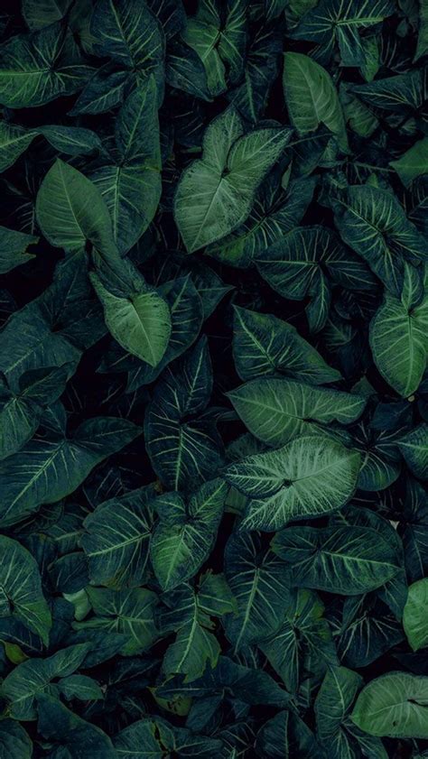 Tropical Leaves, Botanicals, Leaf Phone Wallpaper - iphone background # ...