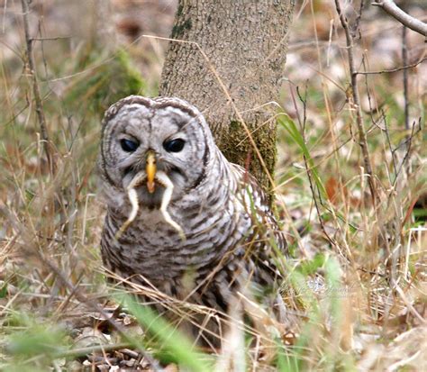 Free photo: Barred Owl - Animal, Barred, Bird - Free Download - Jooinn