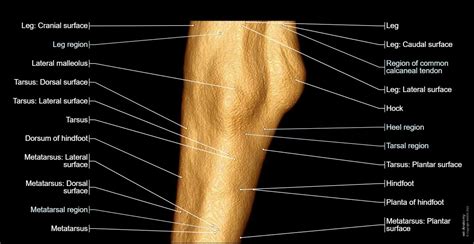 Tarsus anatomy of the dog - normal anatomy | vet-Anatomy