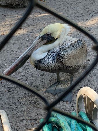 Peace River Wildlife Center (Punta Gorda) - 2020 All You Need to Know BEFORE You Go (with Photos ...