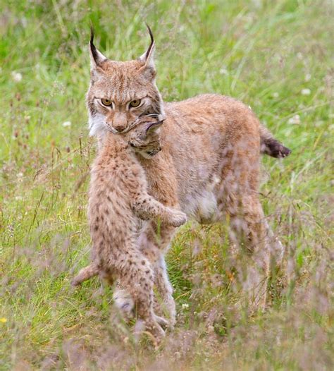 Wildlife Animals & Nature | Eurasian lynx, Lynx, Cats and kittens