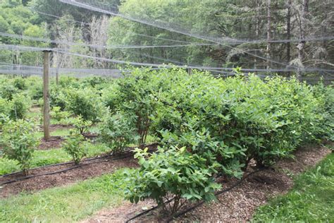 Yezberry Sugar Pie® - Japanese haskap - Lonicera caerulea | Proven Winners