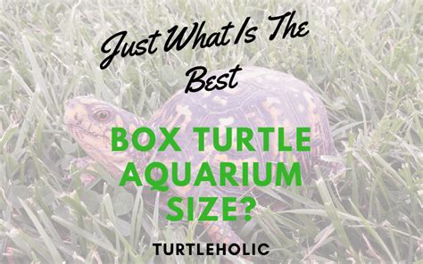 Just What Is The Best Box Turtle Aquarium Size? - TurtleHolic