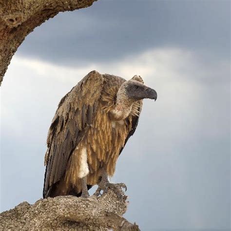 Vultures > Birds of Prey > wildlife | @jsmith | MrOwl