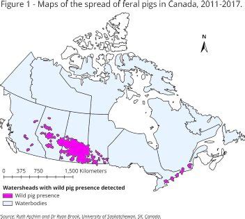 PigProgress - Controlling feral pigs in the US and Canada