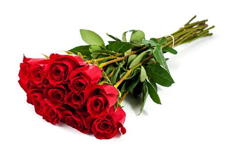 Dozen Roses Pictures, Images and Stock Photos - iStock