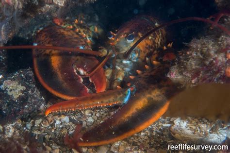 Homarus americanus - American Lobster | ReefLifeSurvey.com