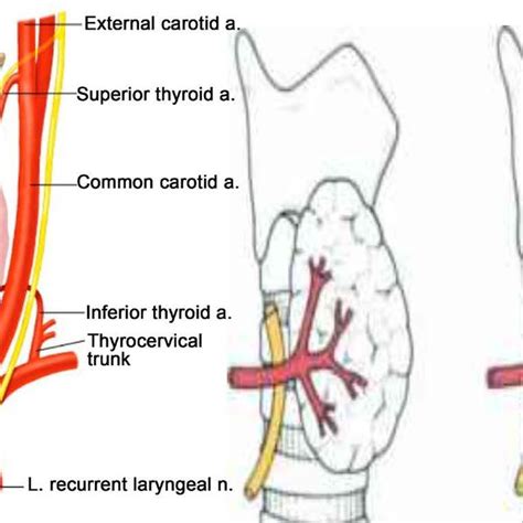 Thyroidectomy Anatomy