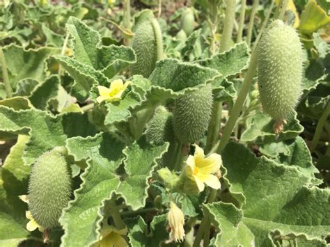 Is Wild Cucumber Fruit Edible? - Garden.eco