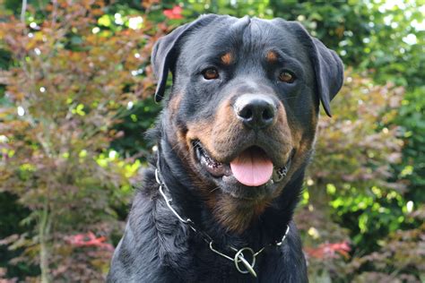 Rottweiler - Temperamento, características, comportamiento, origen