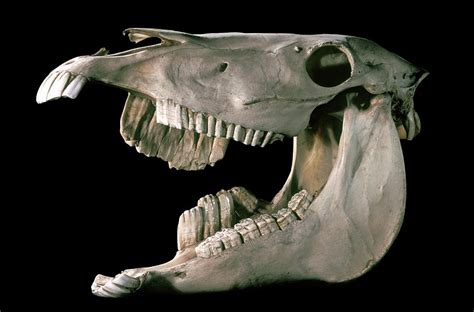 Deformed Horse Skull Photograph by Patrick Landmann/science Photo ...