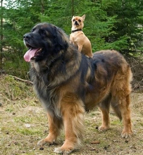 5 Hottest Facts About Giant Leonberger Dog “The New Lion”