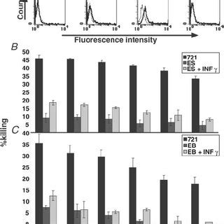 Expression of MHC proteins in undifferentiated and differentiated human... | Download Scientific ...