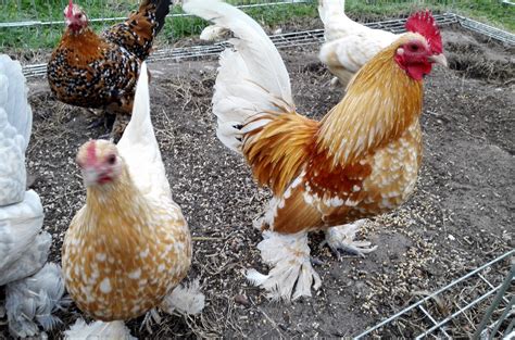 Bantam Chickens - The Ultimate Guide on Breeds, Eggs, Size and Care Guide