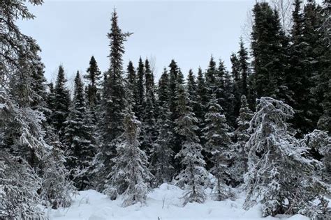 How Microbes Shape the Biodiversity of Taiga Forests