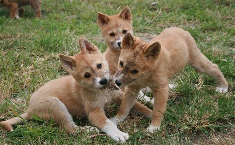 These Photos Of Baby Dingoes Will Make You Forget That They're Predators