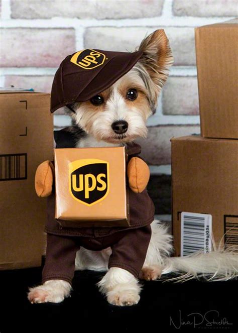 UPS Pal Dog Costume with Same Day Shipping | BaxterBoo