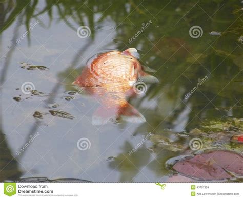 Goldfish, Dead. Stock Photo - Image: 43707359