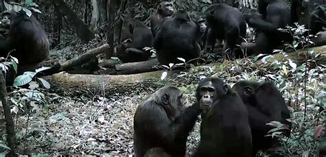 How to Become an Alpha Male (in a chimpanzee tribe) | by Anthony Galli ...