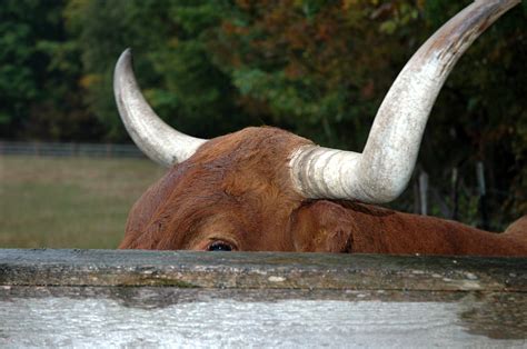 Bull Horns Photograph by LeeAnn McLaneGoetz McLaneGoetzStudioLLCcom