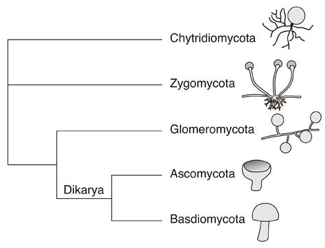 Phylum Chytridiomycota Examples