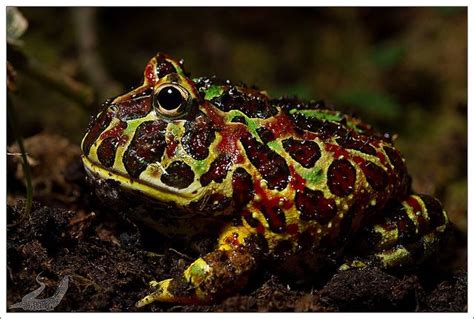 Ceratophrys ornata | Reptiles and amphibians, Amphibians, Frog