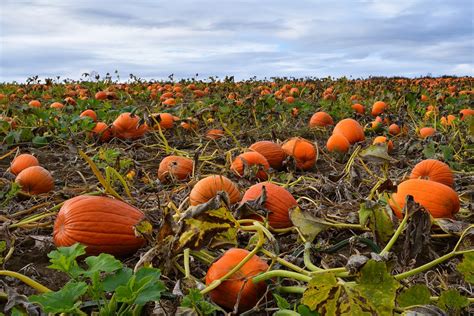 It’s pumpkin harvesting time, and here’s what else you can do in the ...